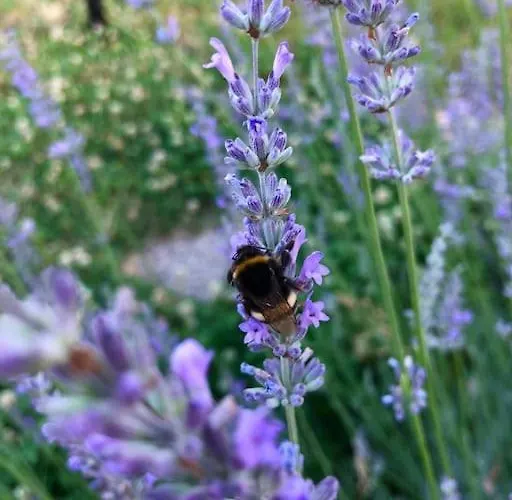 Your Cosy Getaway Halfway Between And Forest Apartmán