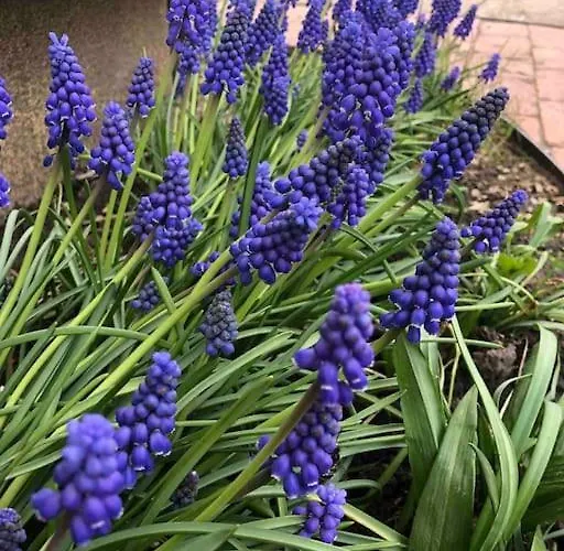 Your Cosy Getaway Halfway Between And Forest Apartmán