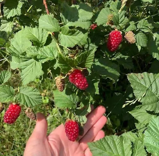 Apartmán Your Cosy Getaway Halfway Between And Forest