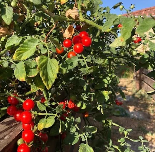 Your Cosy Getaway Halfway Between And Forest Apartmán