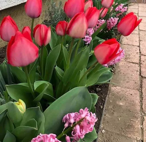 Apartmán Your Cosy Getaway Halfway Between And Forest